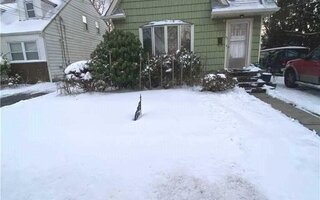 65 Belmont Pkwy, Hempstead, NY 11550